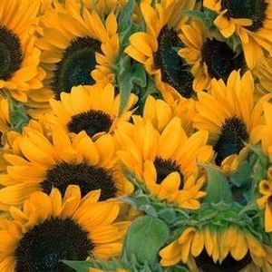 Meet your Posher, Darcy